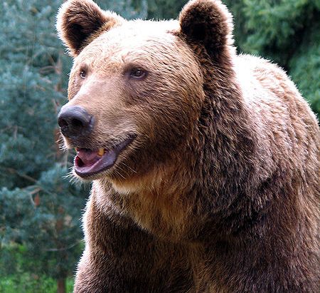 डोटीमा भालुको आक्रमणबाट ५० वर्षीय पुरुष घाइते