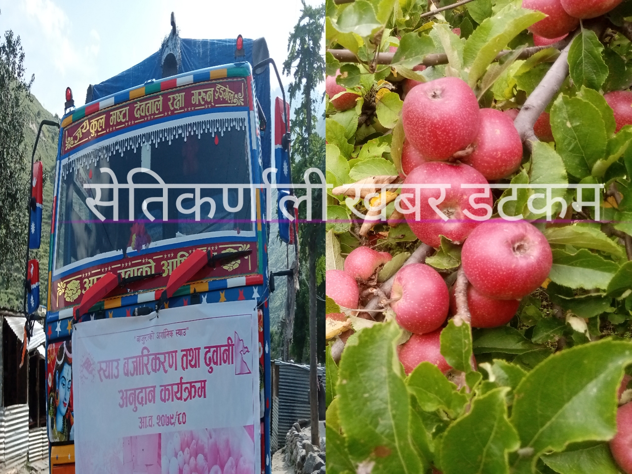 बाजुराको विषादी रहित  छ टन स्याउ धनगढी निर्यात हुँदै