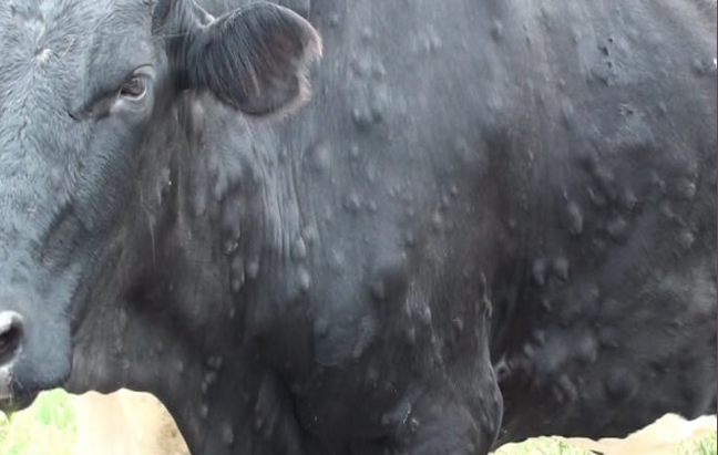 बाजुराका गाईगाेरुमा अज्ञात रोगको संक्रमण :दर्जनाैंकाे संख्यामा मृत्यु