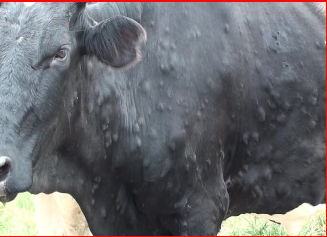 बाजुराका गाईगाेरुमा अज्ञात रोगको संक्रमण :दर्जनाैंकाे संख्यामा मृत्यु