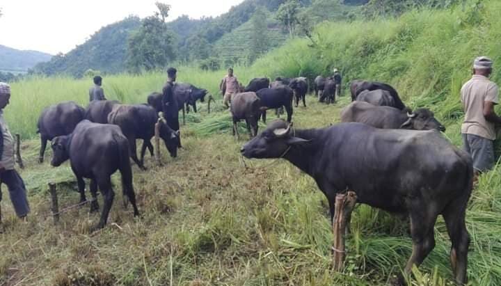 बाजुरामा चट्याङ लागेर चार भैंसी एक गाईको मृत्यु