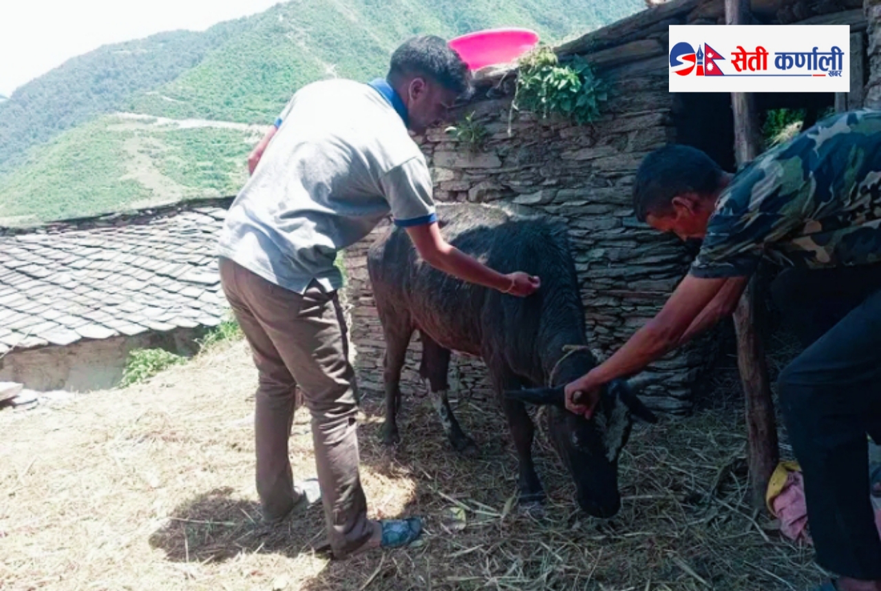 बाजुरा हिमालीमा लम्पी स्किन रोगको सङ्क्रमणबाट २ सय ५० पशुचौपायाको मृत्यु