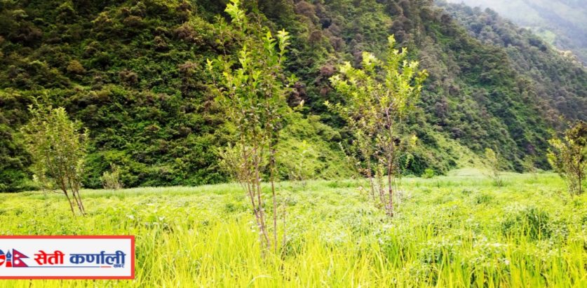 बोट जोगाए बापत चामल पाउँदा कृषक फलफूल व्यवसायमा आकर्षक
