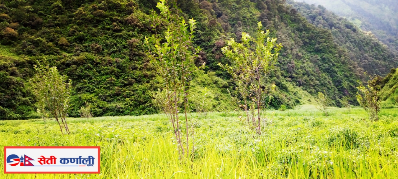 बोट जोगाए बापत चामल पाउँदा कृषक फलफूल व्यवसायमा आकर्षक