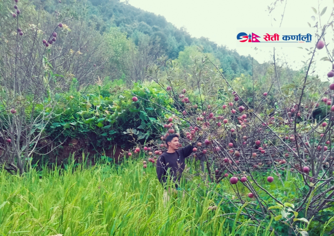 विरुवा हुर्काउनेला ५ किलाे चामल उपहार कार्यक्रम प्रभावकारी