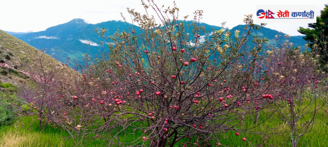 स्याउ लटरम्मै बजार अभावले थन्कियो बारीमा