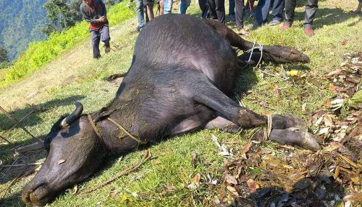 चट्याङ लागेर एक बालिकाको मृत्यु