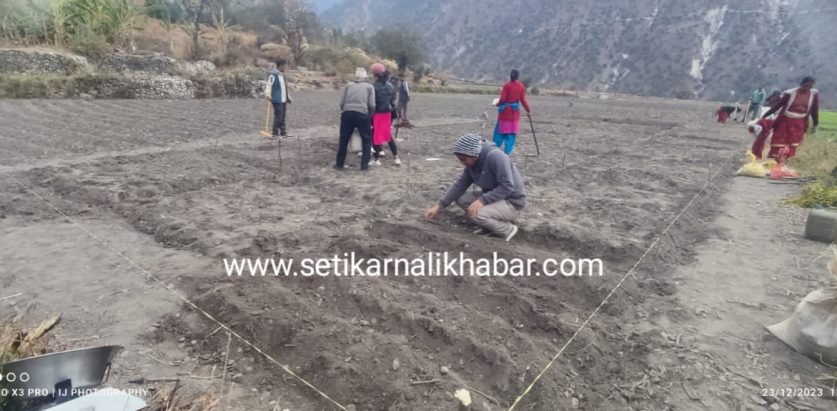 हिमाली गाउँपालिका- ७ बाँधु आलु पकेट क्षेत्रमा कृषक बिउ लगाउन सुरु