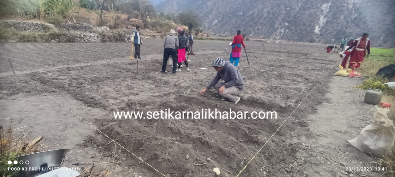 हिमाली गाउँपालिका- ७ बाँधु आलु पकेट क्षेत्रमा कृषक बिउ लगाउन सुरु