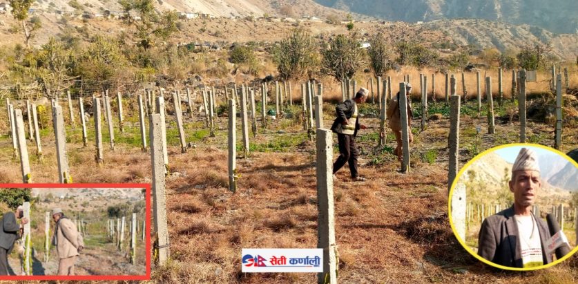 वडा सदस्य पाण्डे ड्रागन फलफूल खेती गर्दै