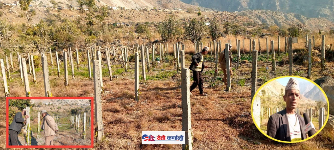 वडा सदस्य पाण्डे ड्रागन फलफूल खेती गर्दै