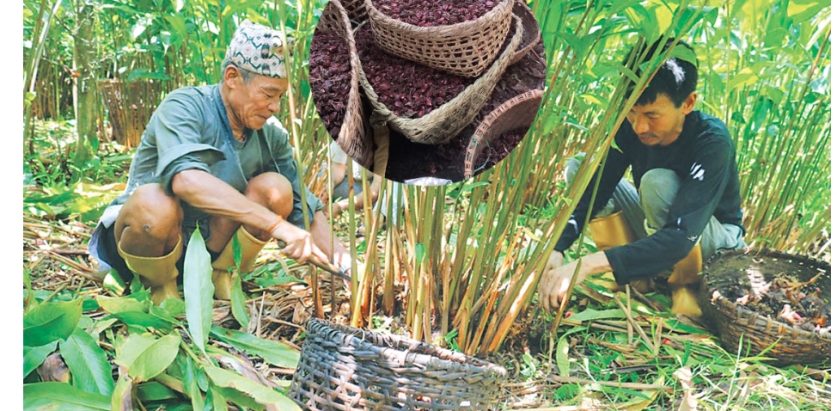 अलैँचीको भाउ तेब्बरले बृर्दी