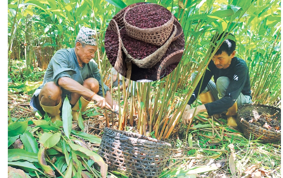 अलैँचीको भाउ तेब्बरले बृर्दी