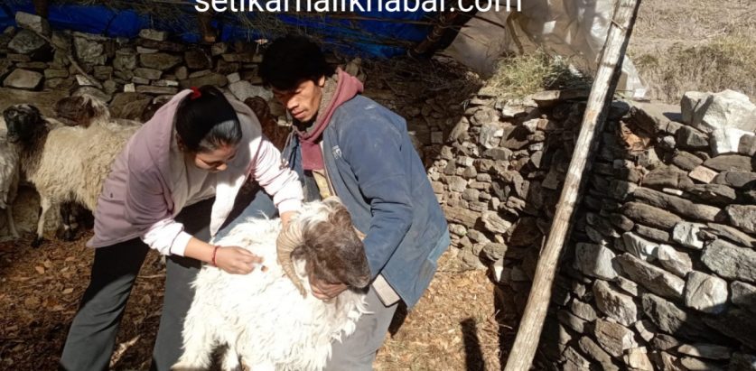 हिमाली गाउँपालिका- ३ मा पशु स्वास्थ्य शिविर सञ्चालन