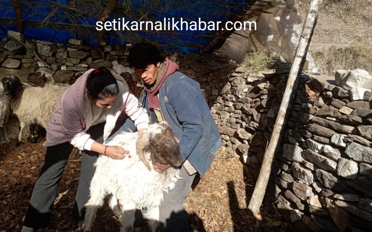 हिमाली गाउँपालिका- ३ मा पशु स्वास्थ्य शिविर सञ्चालन