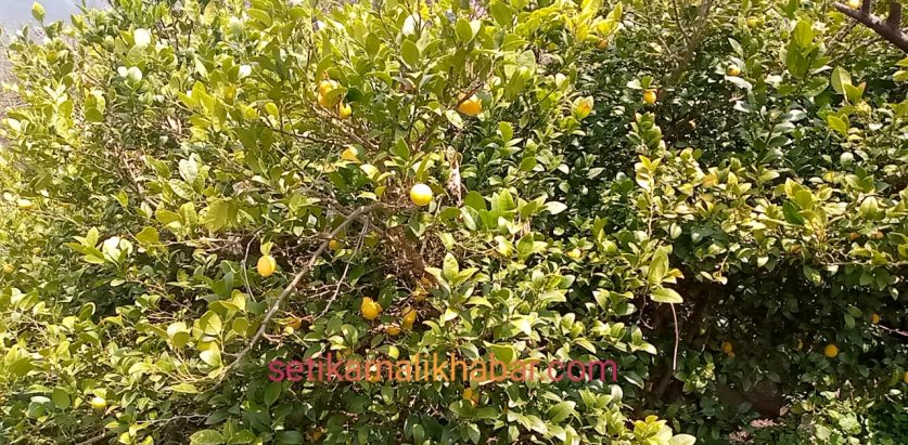 कागतीले बजार नपाउदा रुखमै थन्किए: कृषक साउद