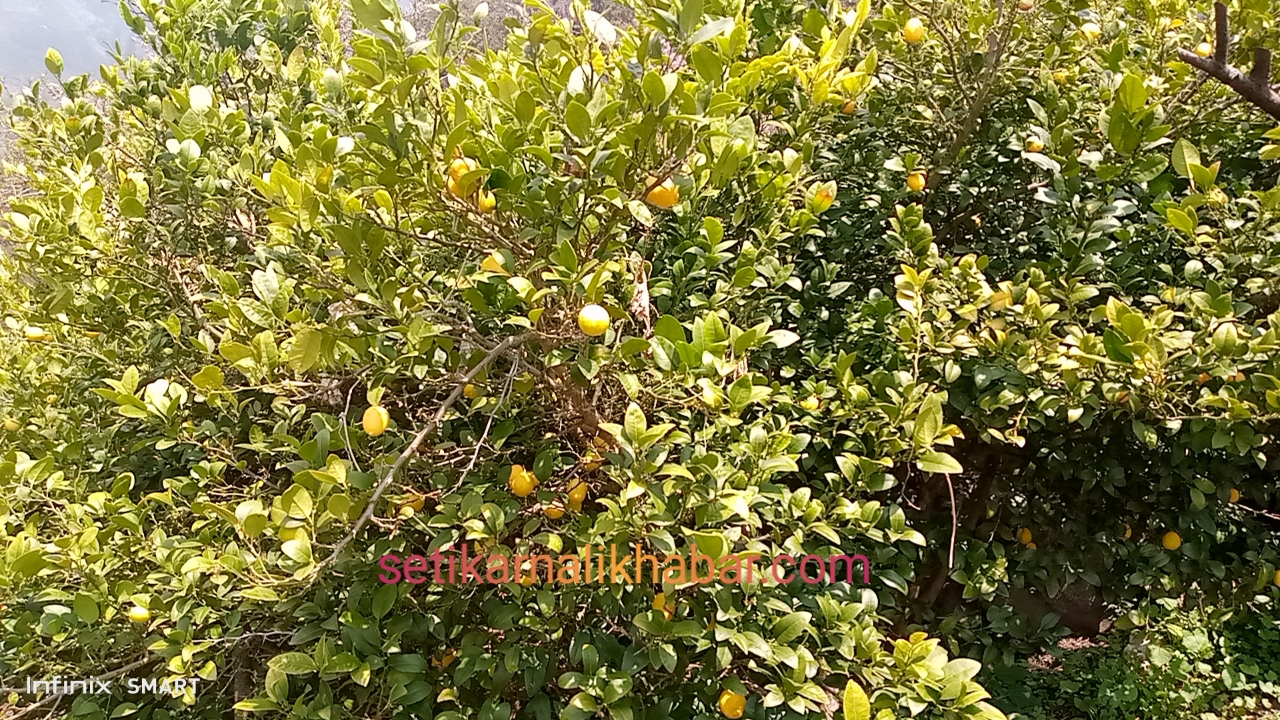 कागतीले बजार नपाउदा रुखमै थन्किए: कृषक साउद