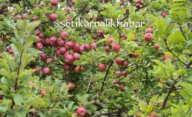 बाजुराको स्वामिकार्तिक खापर गाउँपालिकामा  ४० लाखको स्याउ बिक्री  बितरण