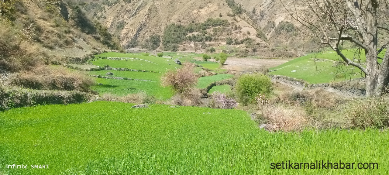 खेतबारीको बाली बादरको आहारा बनेपछि: कृषक चिन्तामा