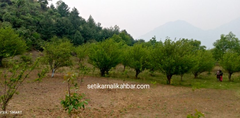 स्याउ खेतीप्रति बढ्दो आकर्षण