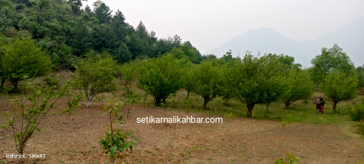 स्याउ खेतीप्रति बढ्दो आकर्षण