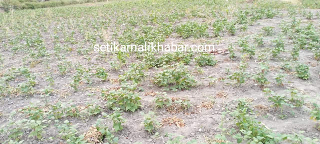 आलु पकेट क्षेत्रमा सिमी विस्तार