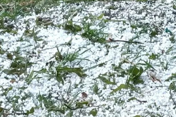 असिनापानीले बालीनाली नष्ट ,स्थानियतहमा भोकमरी हुने निश्चित ।