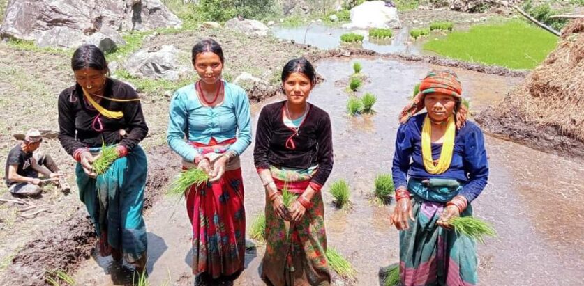 किसान धान रोपाइँमा व्यस्त