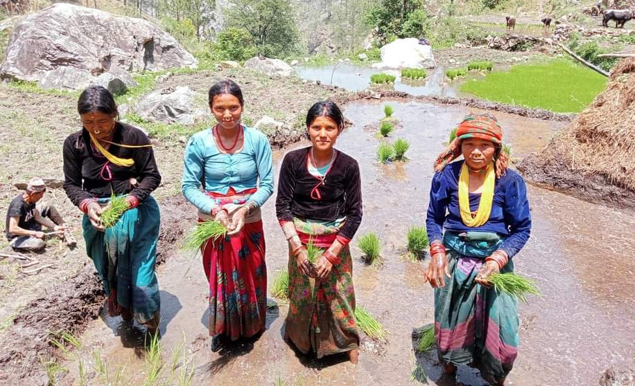 किसान धान रोपाइँमा व्यस्त