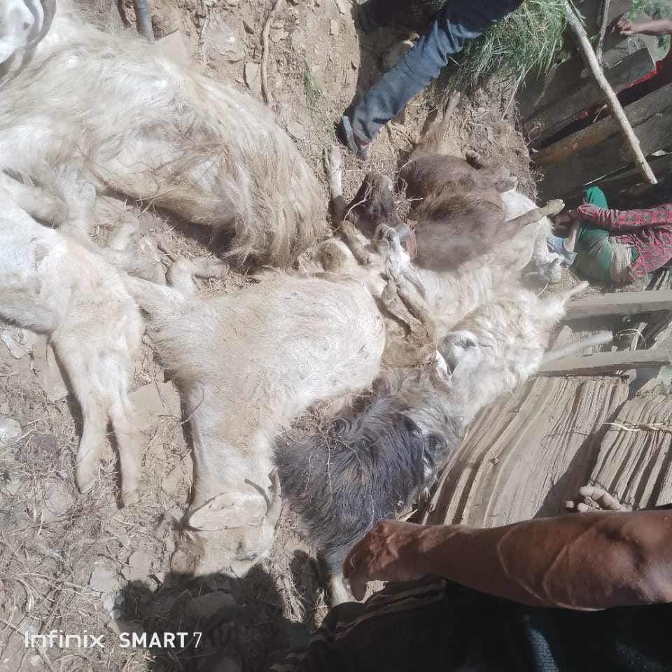 बाख्री खाेर माथी पहिरो जांदा ७० बाख्रा पुरिए मरे