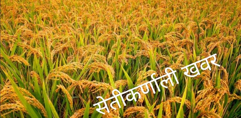 चैते धान भित्र्याउदै किसान
