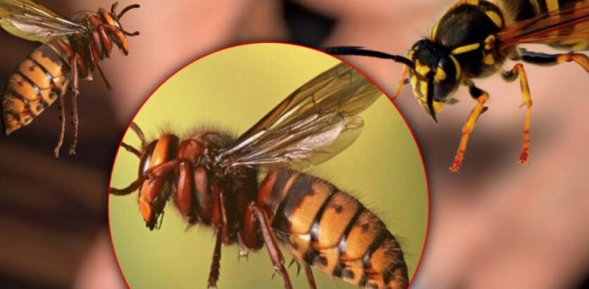 अरिङगालको टोकाइबाट घाइते साउँदको निधन