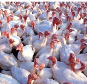 विरेन्द्रनगरमा बर्डफ्लु  देखियो