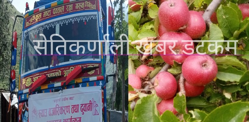 बाजुराको विषादी रहित  छ टन स्याउ धनगढी निर्यात हुँदै