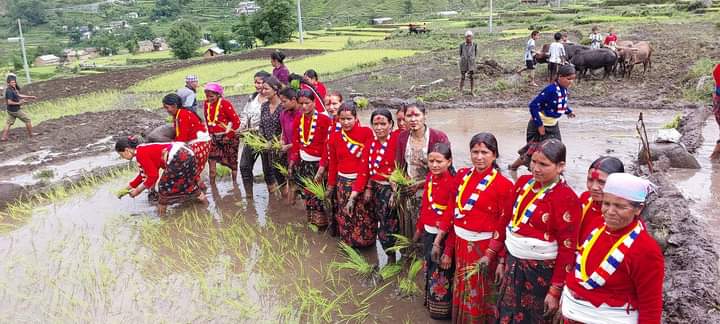 बाजुरामा धान रोपेर  धान दिवस मनाइयो