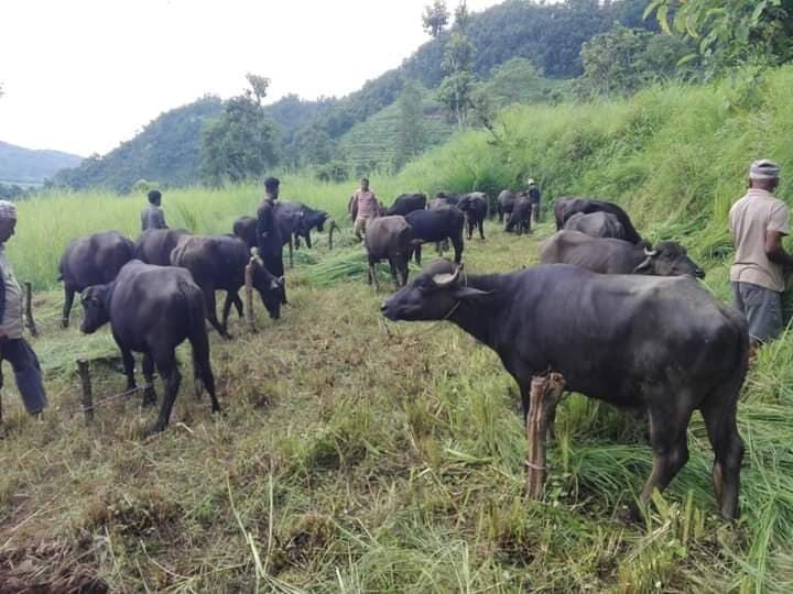 बाजुरामा चट्याङ लागेर चार भैंसी एक गाईको मृत्यु