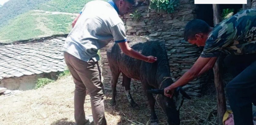 बाजुरा हिमालीमा लम्पी स्किन रोगको सङ्क्रमणबाट २ सय ५० पशुचौपायाको मृत्यु