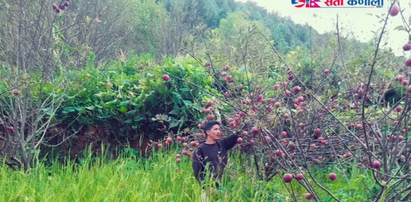 विरुवा हुर्काउनेला ५ किलाे चामल उपहार कार्यक्रम प्रभावकारी