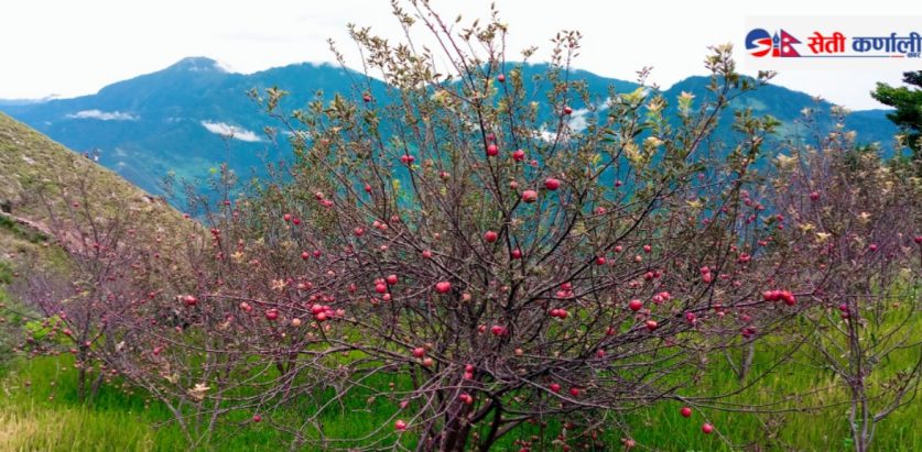 स्याउ लटरम्मै बजार अभावले थन्कियो बारीमा