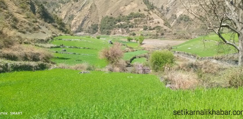 खेतबारीको बाली बादरको आहारा बनेपछि: कृषक चिन्तामा