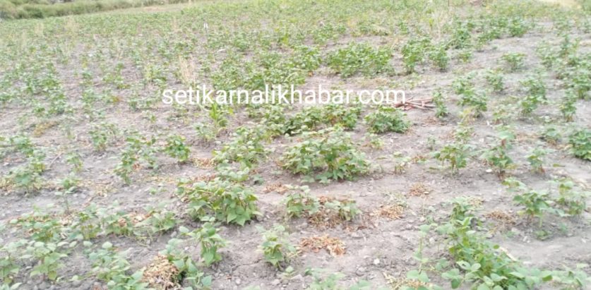 आलु पकेट क्षेत्रमा सिमी विस्तार