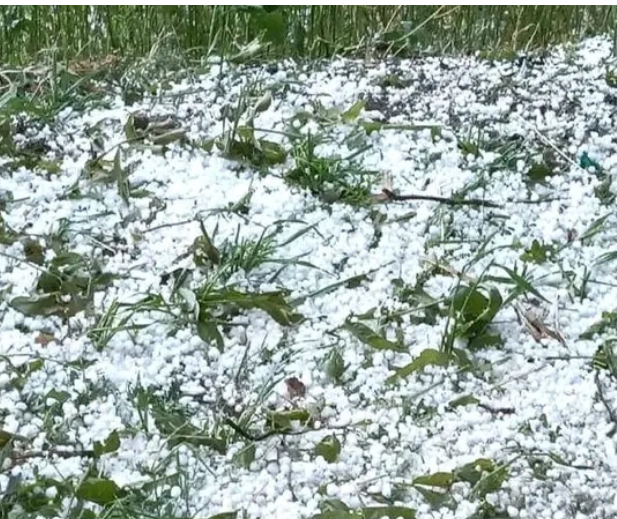 असिनापानीले बालीनाली नष्ट ,स्थानियतहमा भोकमरी हुने निश्चित ।