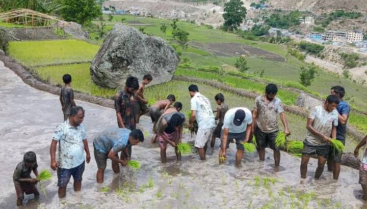 स्वामीकार्तिकमा २१ औं राष्ट्रिय धान दिवस तथा रोपाइँ महोत्सव मनाए