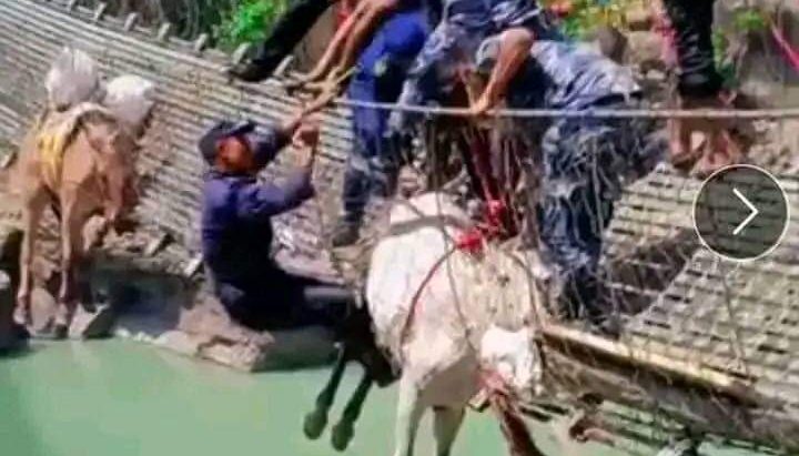 पुलमा फसेका खच्चडको उद्धार पछि तत्काल उपचार