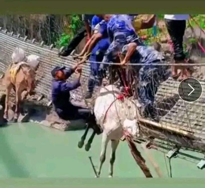 पुलमा फसेका खच्चडको उद्धार पछि तत्काल उपचार