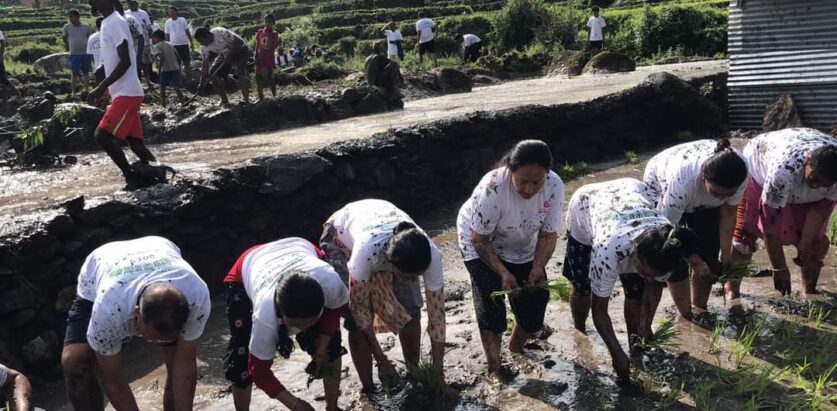 बाजुरा जिल्लाका विभिन्न स्थानिय तहमा २१औं राष्ट्रिय धान दिवस तथा रोपाइँ महोत्सव मनाए