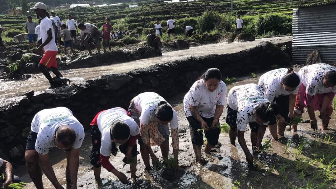 बाजुरा जिल्लाका विभिन्न स्थानिय तहमा २१औं राष्ट्रिय धान दिवस तथा रोपाइँ महोत्सव मनाए