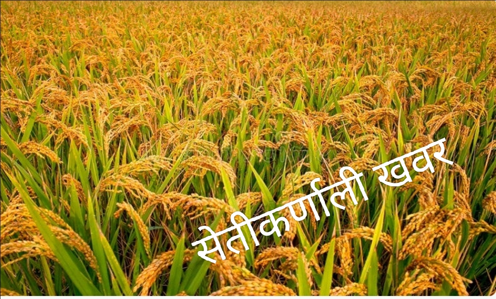 चैते धान भित्र्याउदै किसान