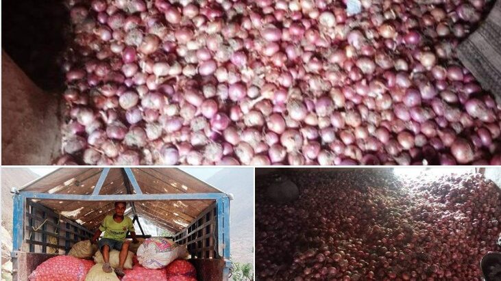 बाजुरा स्वामिकार्तिक खापरको प्याज सुर्खेत र नेपालगन्जमा  बजारीकरण  हुँदै