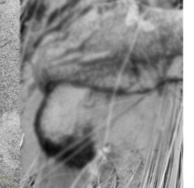 त्रिशूलीमा खसेका एक भारतीय यात्रुको शव नारायणीमा भेटियो